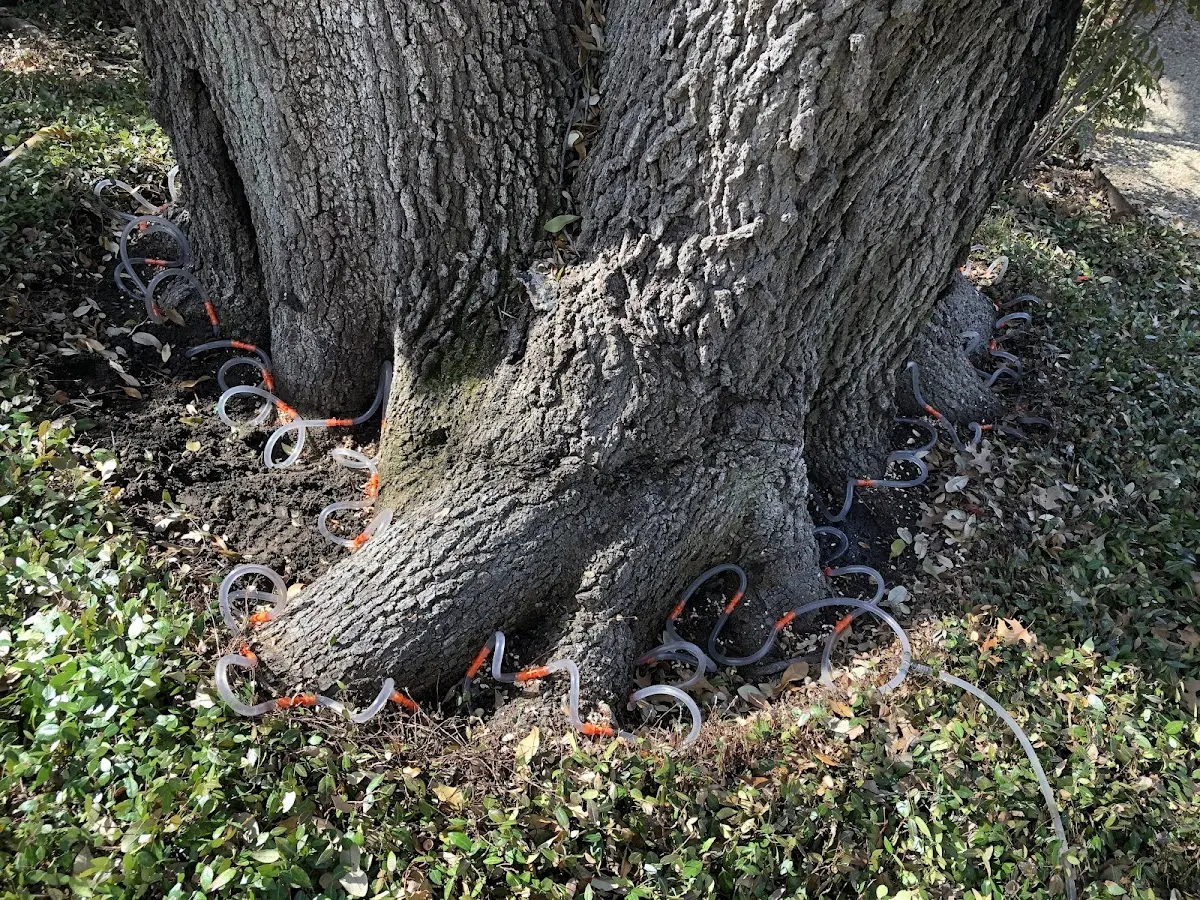 Detailed Tree Cabling and Bracing job site in Ware Shoals